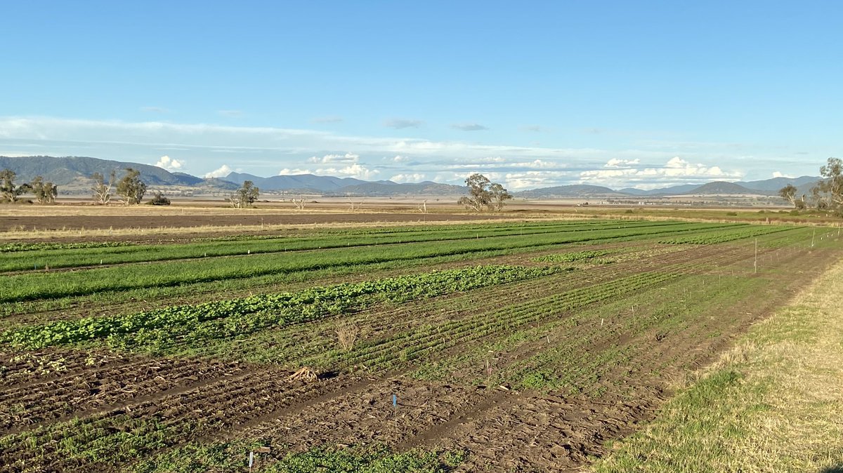 #breezafieldstation pre season winter crop matrix comes to life as we prepare for our 2021 agro updates. Lots to see with 2 times of application,  including @PGGWrightson_AU forage crops matrix sprayed today. C u on the 2nd June. @CortevaAU <a href="/EmmaTwine1/">Emma Twine</a> <a href="/JackMadgwick/">Jack Madgwick</a>