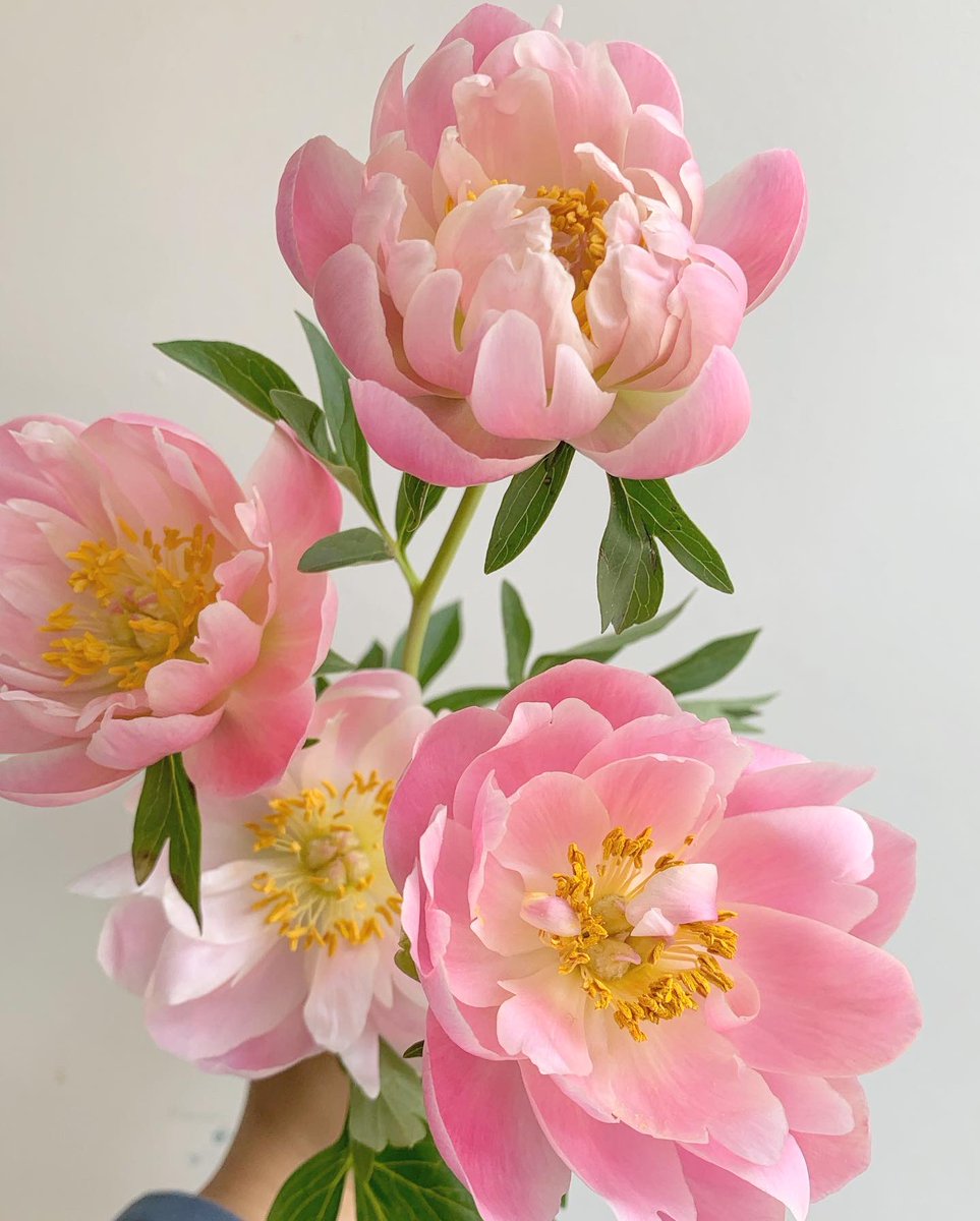 그림같은 코랄작약🌸