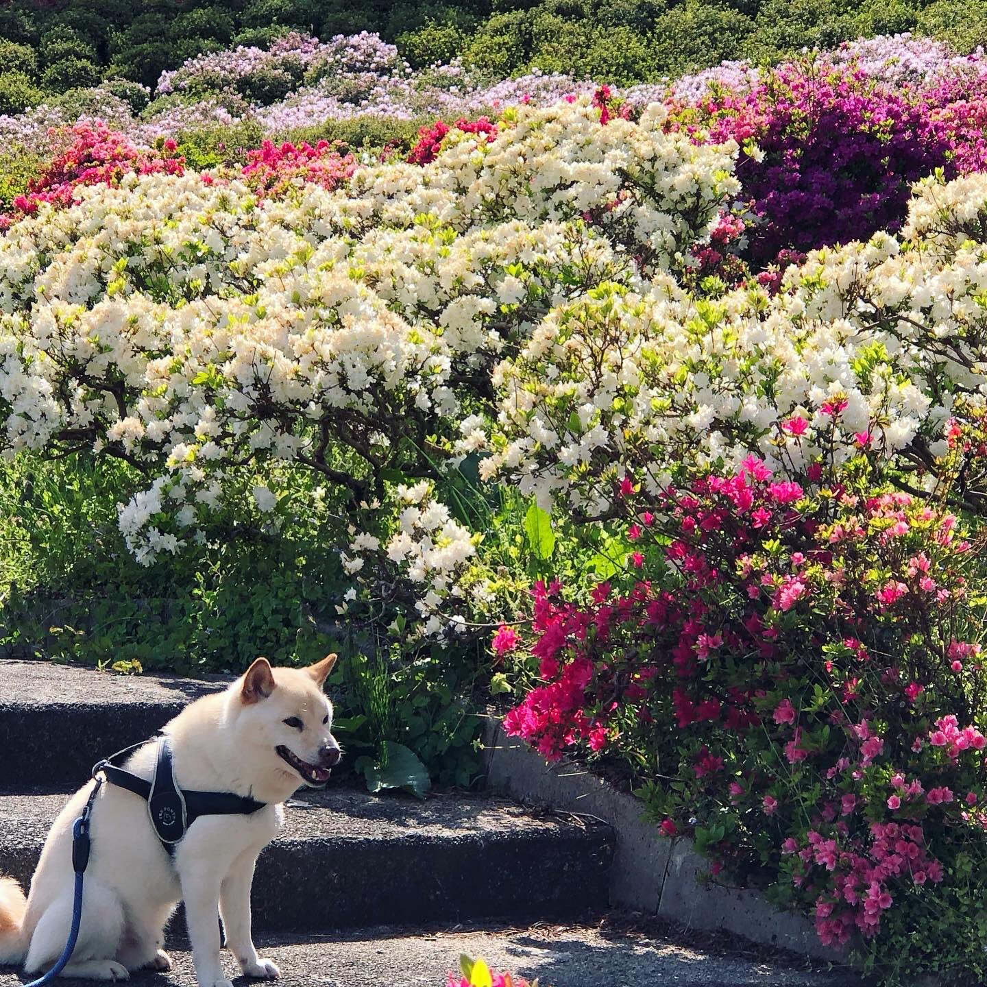 寒河江公園つつじ園 Twitter Search Twitter