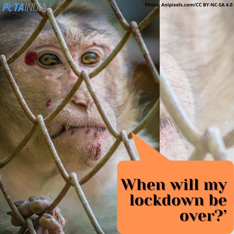 PetaIndia's tweet photo. Animals in zoos are caged, confined for life without family to express love and sorrow. 

Zoos enclosures can’t come close to matching the space, diversity, and freedom that animals want and need.
Can you relate to them? #SayNoToZoos https://t.co/nHUMnyPx8d