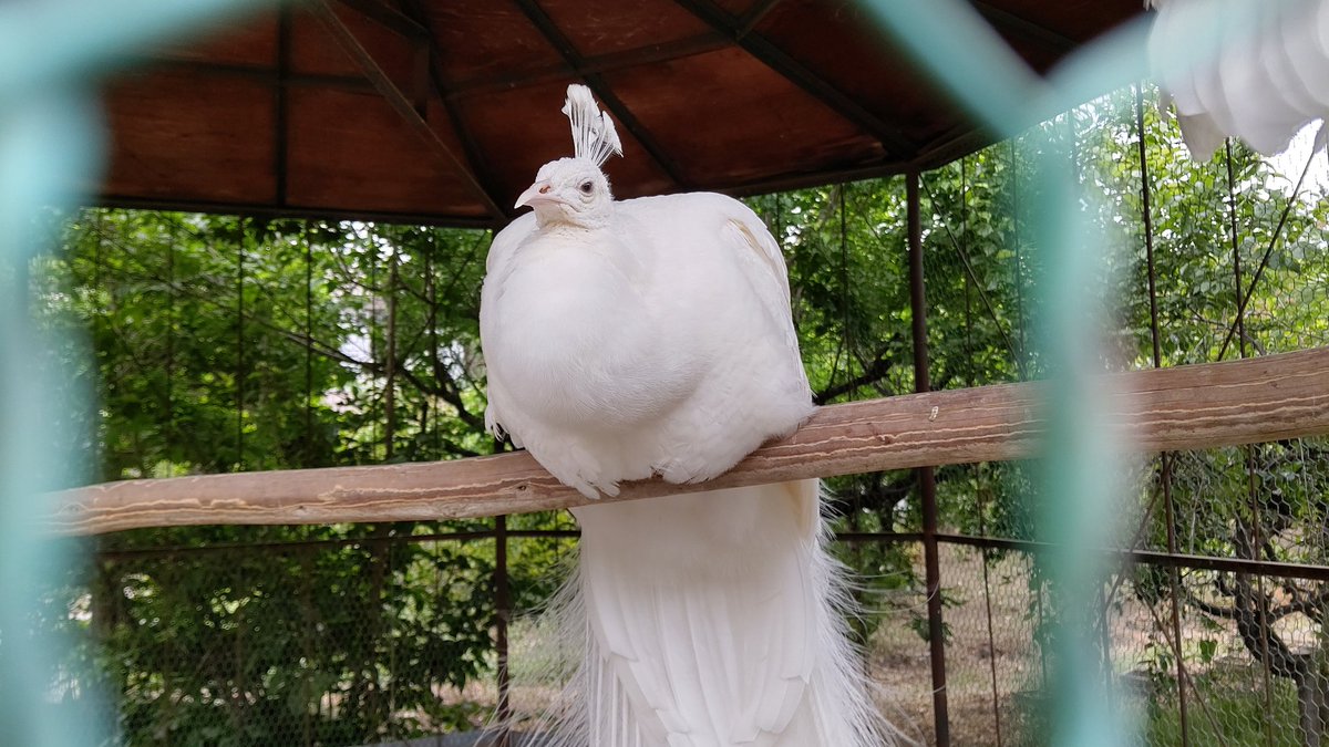 神々しい 羽を広げた白孔雀さんはウェディングドレスみあって美しすぎ ご利益ありそう 貴重なお尻ショットもあります Togetter