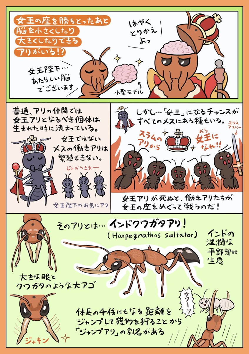 脳の可逆的な可塑性 脳のサイズをチェンジできる インドクワガタアリ の図解が興味深い Sfの世界みたい ちいくわ Togetter