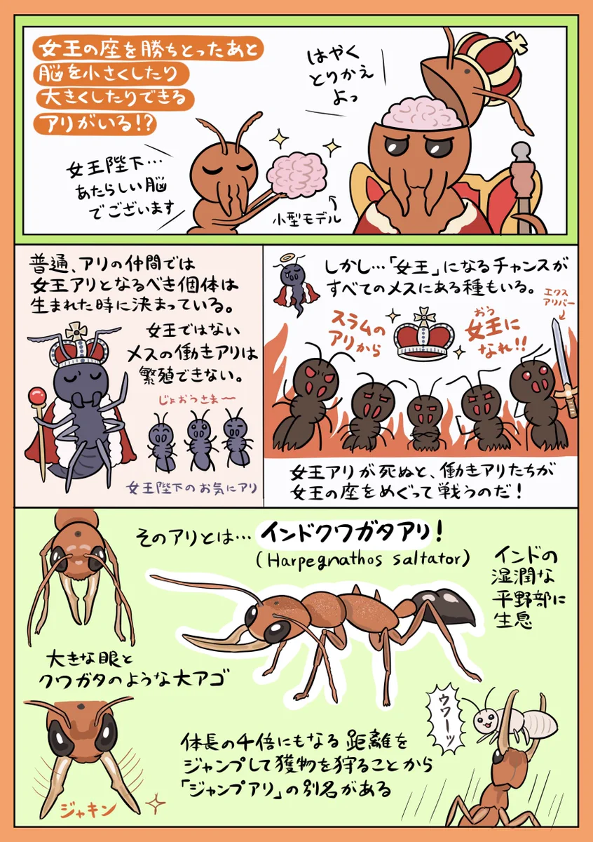 ぬまがさワタリ@特別展「鳥」大阪展（〜6/14） on X: 