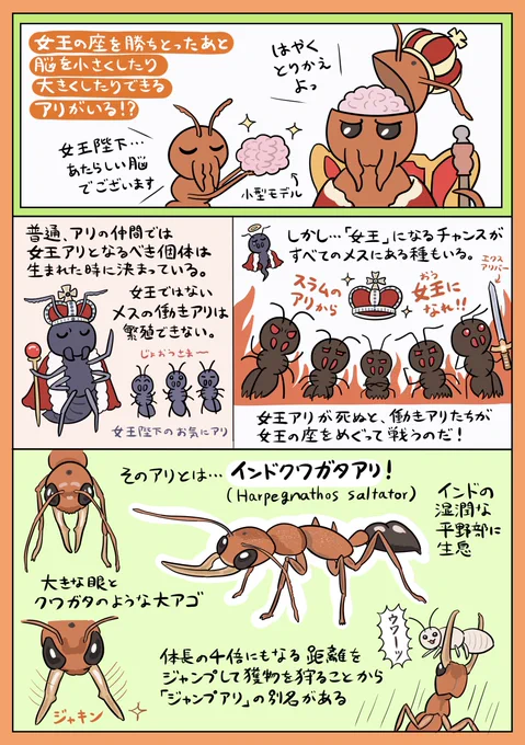 アリ好きの間で今アツい、脳のサイズをチェンジできる「インドクワガタアリ」の興味深い生態を図解しました。専門用語でいう「脳の可逆的な可塑性」が昆虫で見つかるのはレア中のレア。なんか小さくて変わったアリの頭には、脳の謎を解明できる大きなポテンシャルが秘められているのかもしれません…。 
