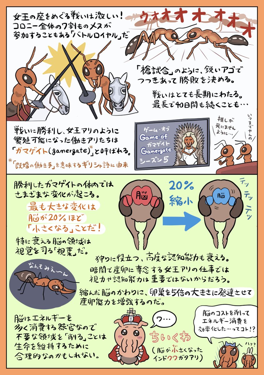 アリ好きの間で今アツい、脳のサイズをチェンジできる「インドクワガタアリ」の興味深い生態を図解しました。専門用語でいう「脳の可逆的な可塑性」が昆虫で見つかるのはレア中のレア。なんか小さくて変わったアリの頭には、脳の謎を解明できる大きなポテンシャルが秘められているのかもしれません…。 