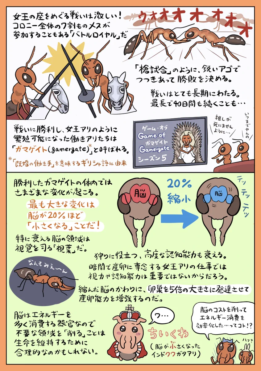 ぬまがさワタリ@特別展「鳥」大阪展（〜6/14） on X: 