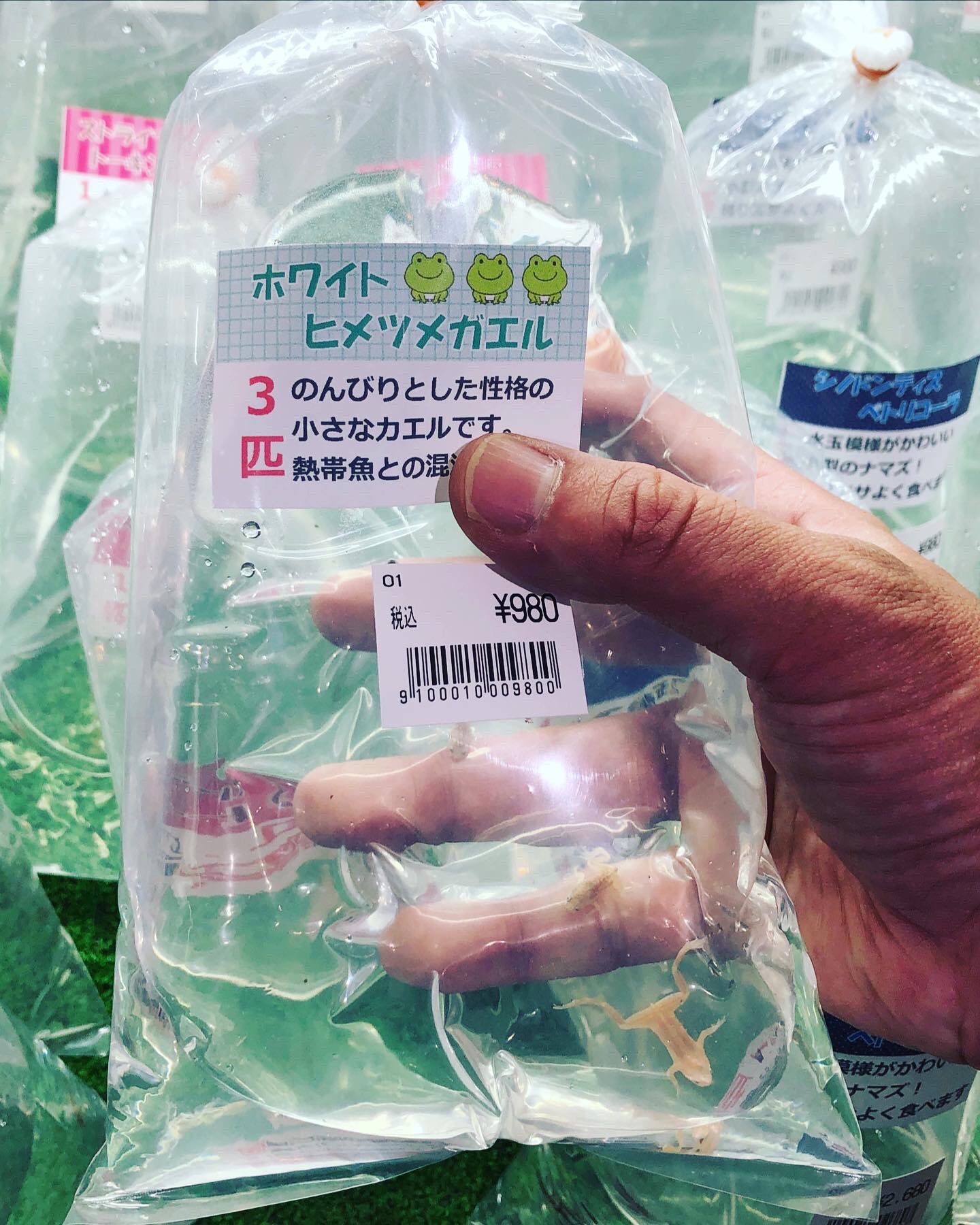 タツ ホワイトヒメツメガエル タニシを買いに行ったのに カエルを飼うとは思わなかった 正式名称をコンゴツメガエルといい 熱帯アフリカに分布する 今日は温度合わせと水合わせ 明日 メダカ水槽にドボンする アクアリウム ホワイト タツ ホワイトヒメツメガエル タニシを買いに行ったのに カエルを飼うとは思わなかった 正式名称をコンゴツメガエルといい 熱帯アフリカに分布する 今日は温度合わせと水合わせ 明日 メダカ水槽にドボンする アクアリウム ホワイト