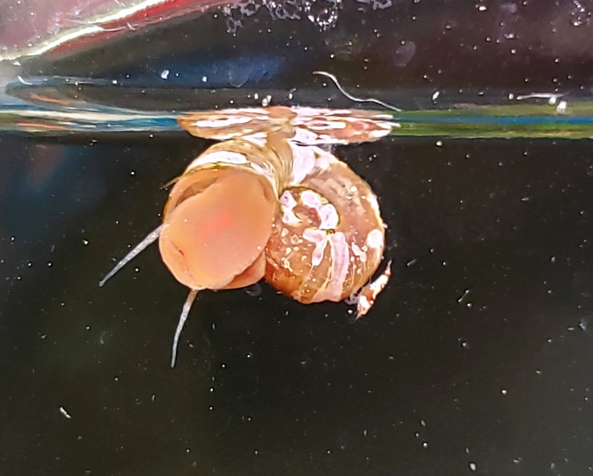 レッドラムズホーン Twitter Search