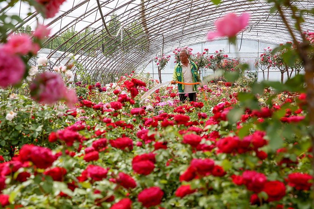 ShanghaiEye's tweet photo. Beijing will hold its Chinese Rose Cultural Festival in 11 parks starting on May 18. As Beijing's city flower, the Chinese rose has been planted along the 2nd, 3rd, 4th and 5th ring roads — a total of 250 kilometers. #Beijign #ChineseRose https://t.co/uBANa1sNus
