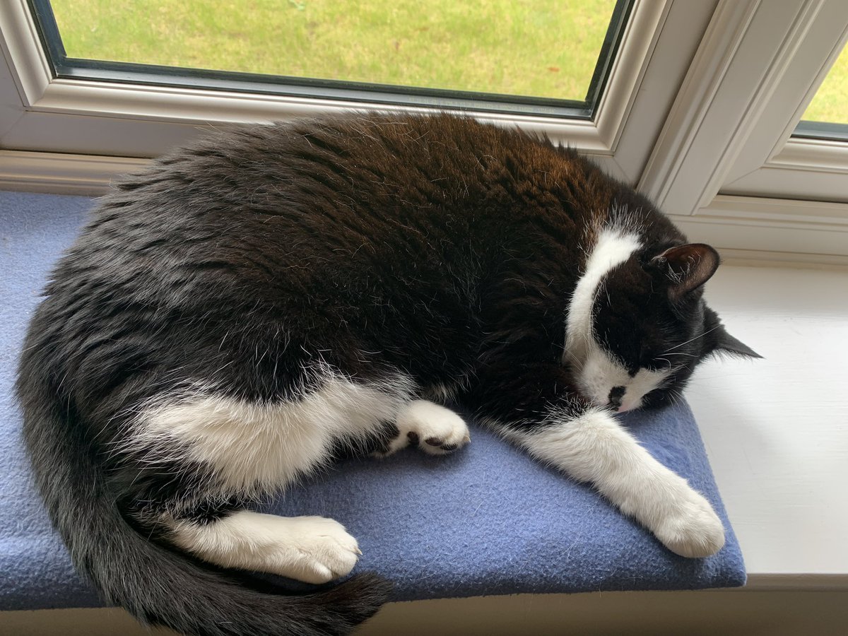aistronach's tweet photo. Bless her little paws. Sleeping soundly after a steroid injection and oral antihistamines this morning. All because she ate a bee 🐝 and it stung her in the mouth. A very expensive snack at £84. #donteatbees https://t.co/7l2TU0h6pZ