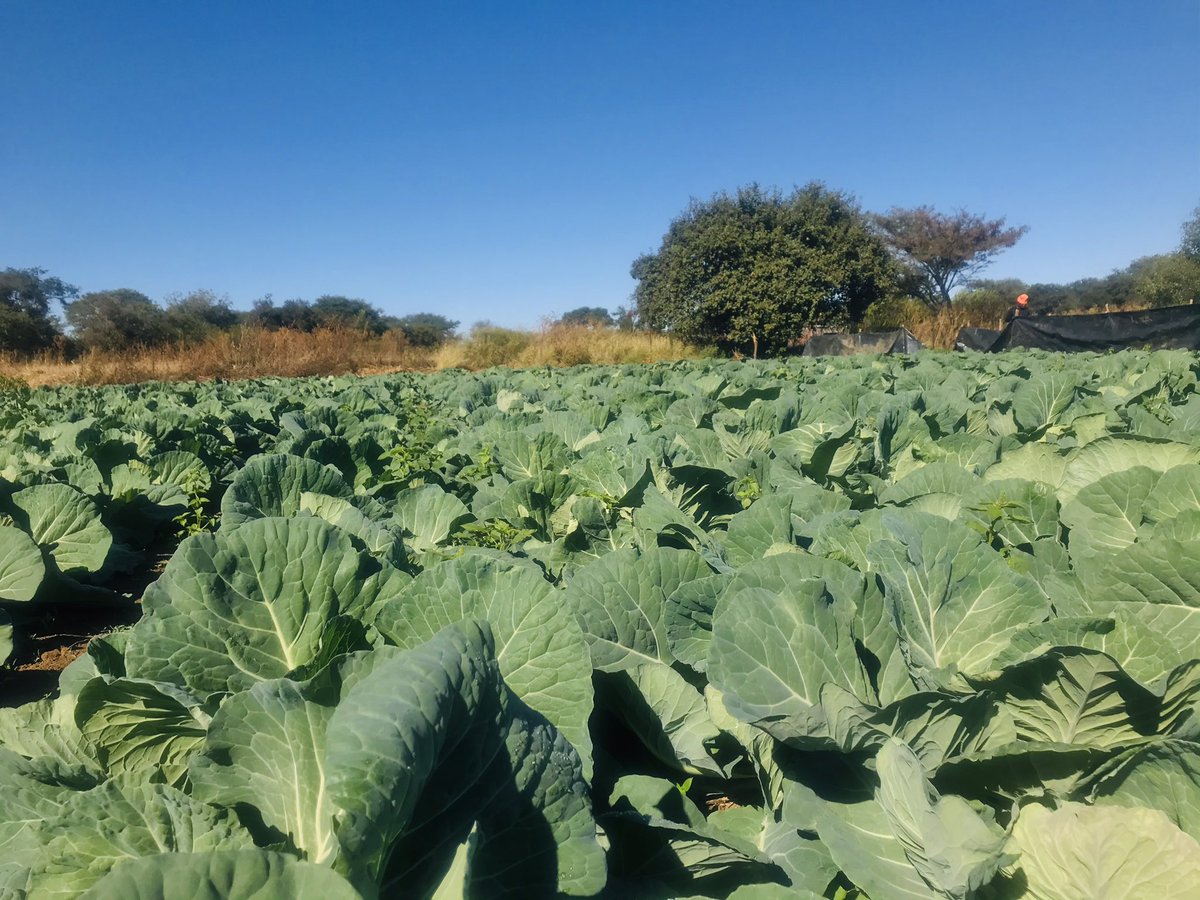 A dream does not come reality through magic.... 
Cabbages are ready for transplanting . Never heard of Cosmo from Hazera? Take a look at the pictures and book yours namhlanje . More questions or queries don’t hesitate to reach out.