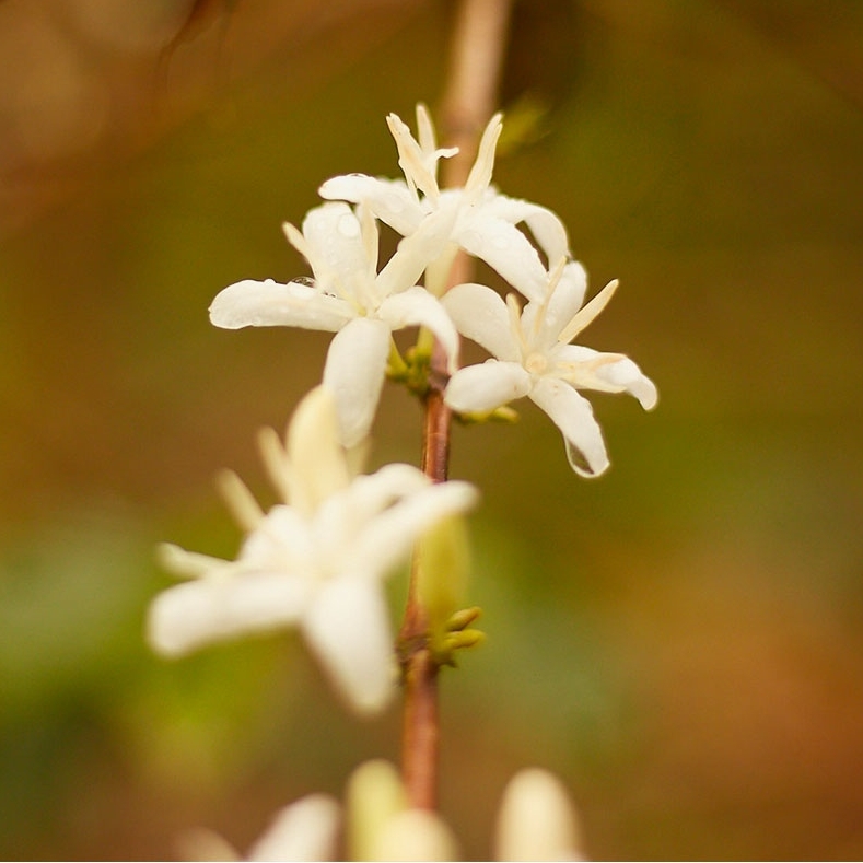 4.5267° N, 75.6410° W

#Coffee  #CoffeeRoasting #CoffeeRoaster#FreshRoastedCoffee #CoffeeShop#Coffeehouse  #CoffeeArt  #CoffeeGram#CoffeeBeans #CoffeeLover  #CoffeeAddict#Caffeine #CoffeeTime  #LatteArt #Barista#pourover  #SpecialtyCoffee#coffeecupping    #colombia