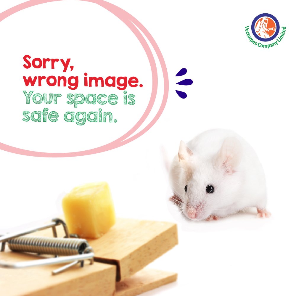 vectorpesgh's tweet image. Not your regular "Makola kwakwe" exterminators.
Don’t wait until the pests gain too much weight in the comfort of your home😂

#Vectorpes 
#SafeAndEffective
#SafeAgain