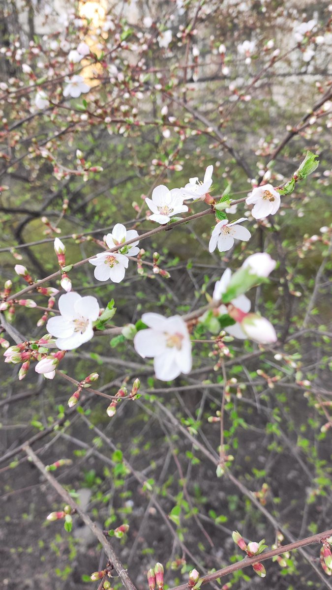 Red_Hatty's tweet photo. Cherry blossoms🍒
#aesthetics #aestheric #cherry #may #spring https://t.co/Sz0BW2WtnD