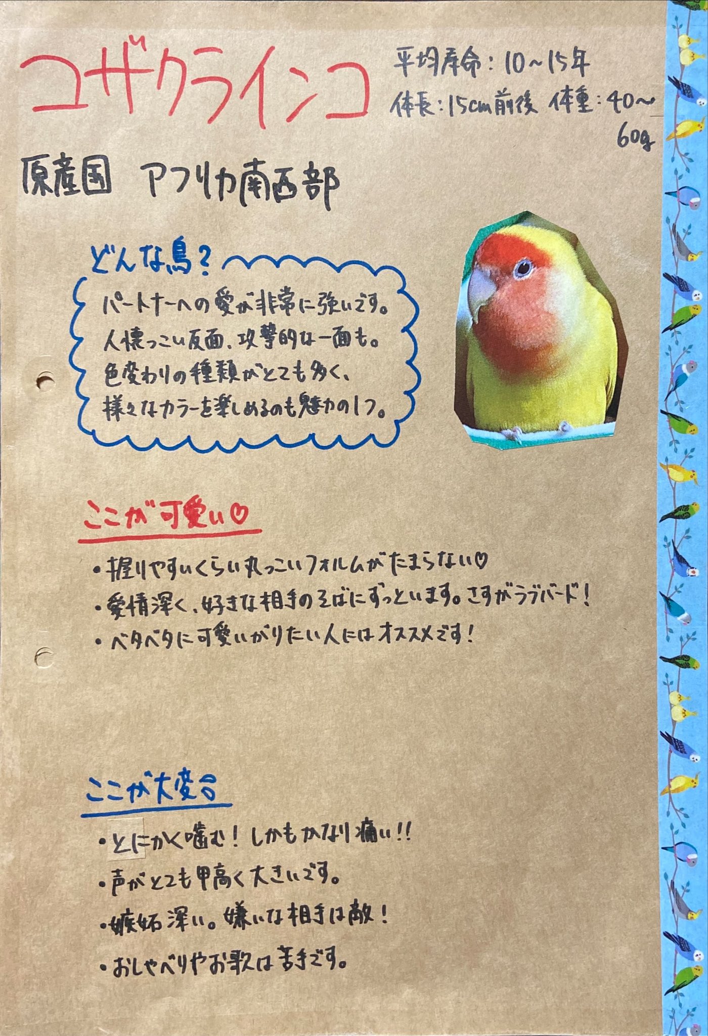 めーこ Lineｽﾀﾝﾌﾟ発売中 コザクラインコ紹介 コラム おすすめの飼育書part1 ボタンインコ ボタンインコの種類 T Co Vc0tejhfi0 Twitter