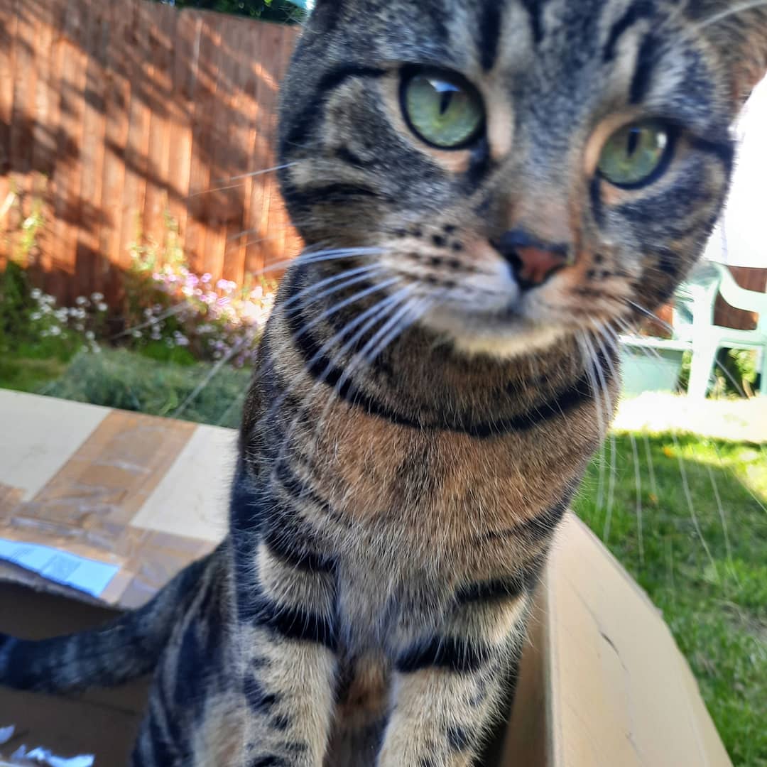 TheRealMcsassy's tweet photo. @Kirioth Meet Bonnie, her favourite things are boxes and letting me know when its raining. https://t.co/e9jzLSv54e