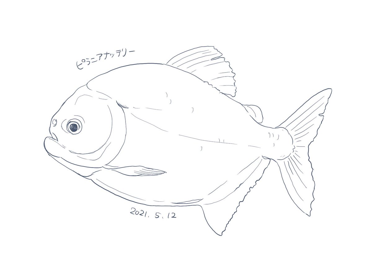 ピラニアナッテリー