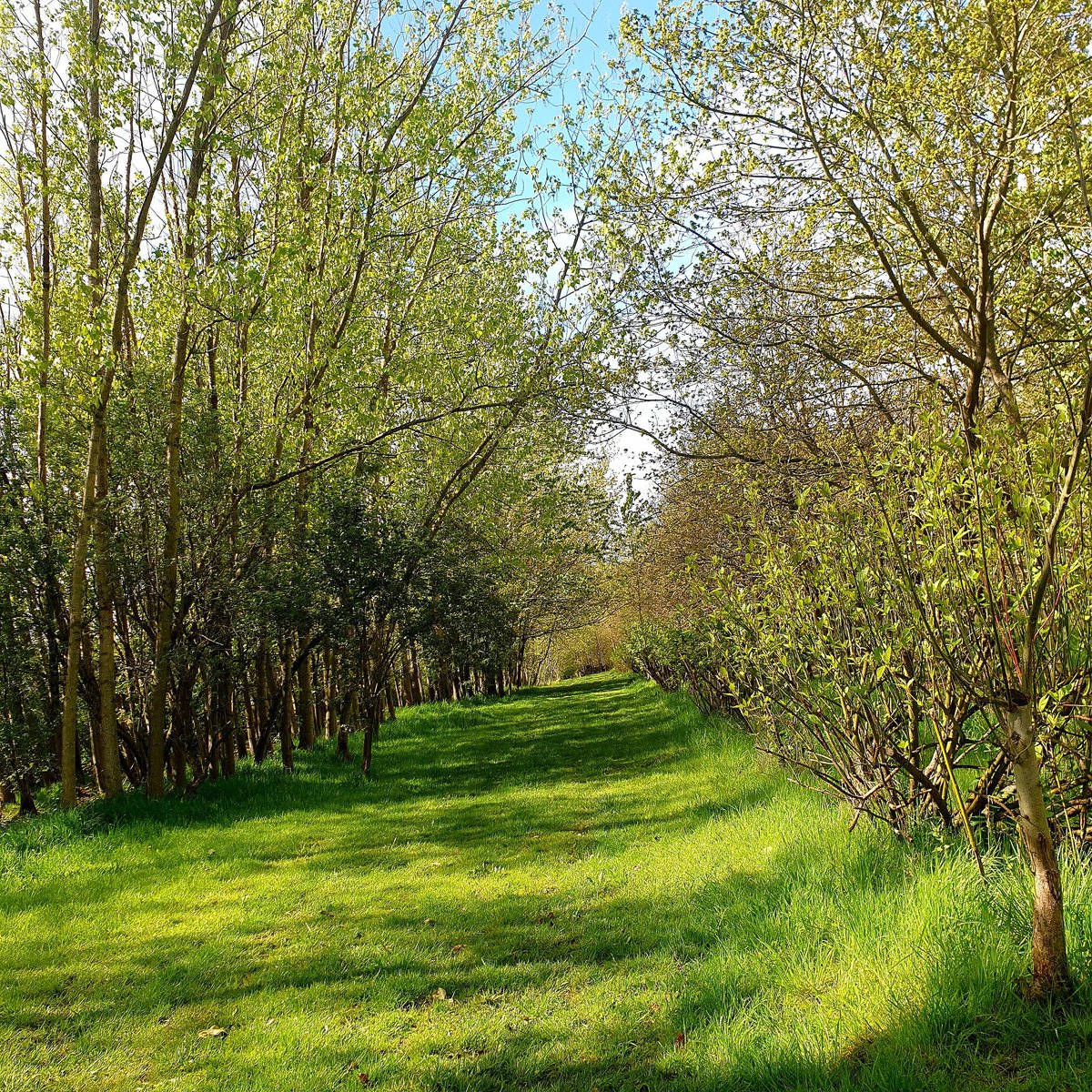 Green with envy; our main ride to the wedding venue catching the mid morning summer sunshine.
As the shrubs and bushes fill out with their new leaves they create such a private enchanted walk down to the venue.
#weddingwood #woodlandweddings #buckinghamshirewedding