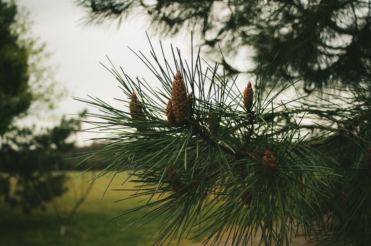 WorksopClassics's tweet image. A stroll around @worksopcollege grounds is a beautiful way to #ConnectWithNature the grounds here are filled with plants and wildlife #MentalHealthAwarenessWeek #35mm #nofilter