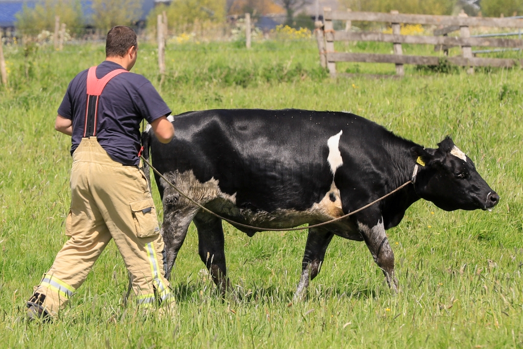 Vlaardingen - Koe te water, brandweer helpt een handje: ?..
