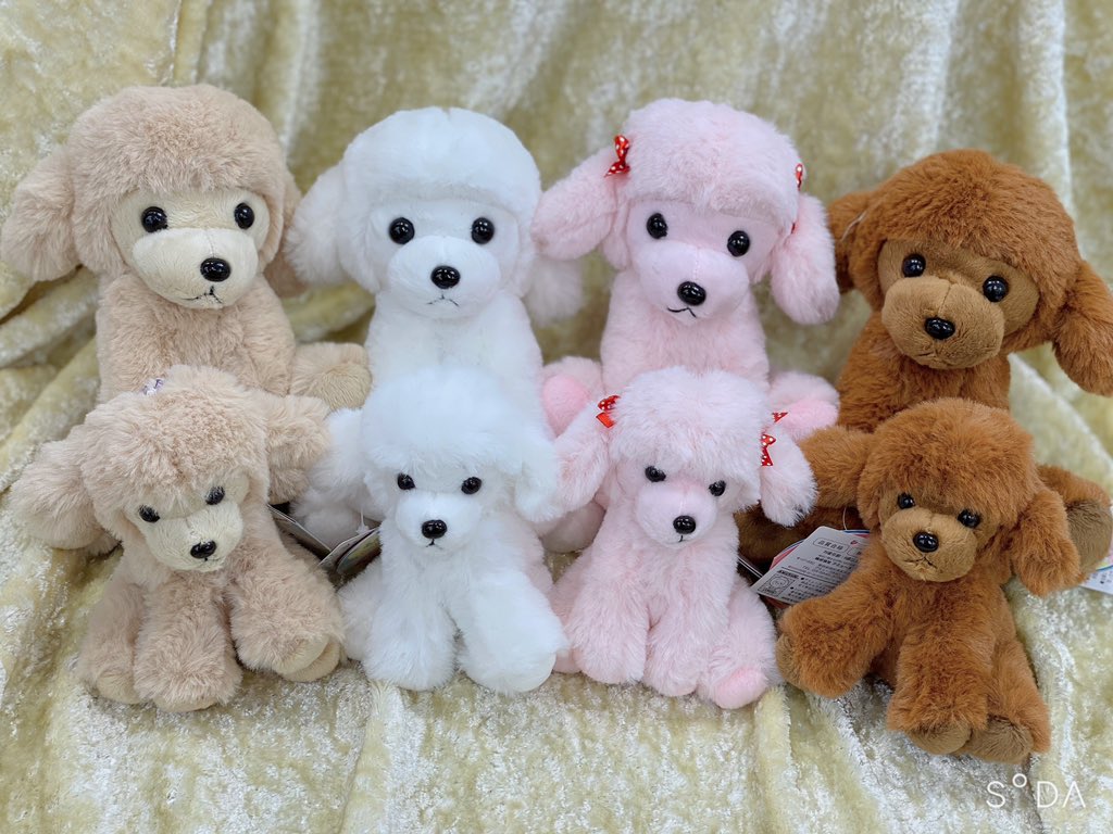 こちらも本日入荷✨ 【 #ふわふわトイプーちゃん〔でかBIG