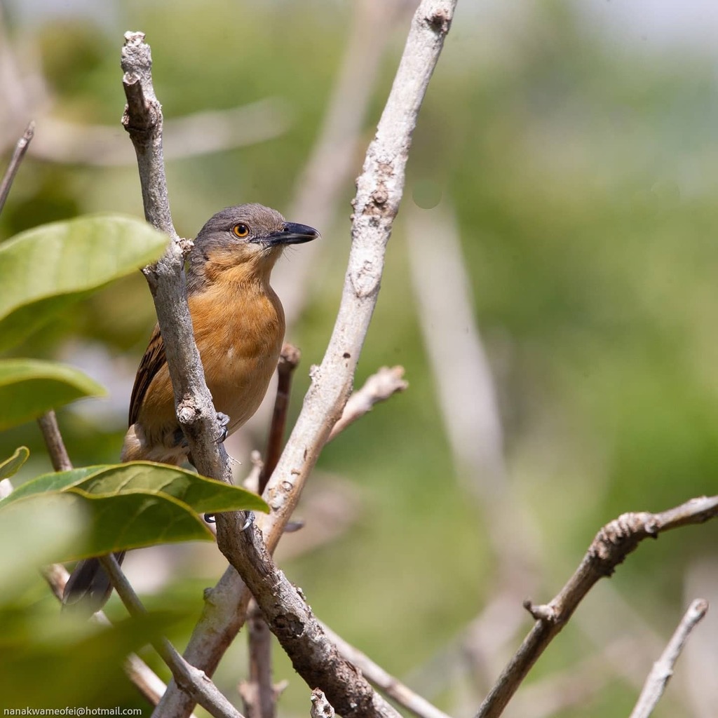 nanakwameofei's tweet photo. Northern puffback

#bird #puffback #wild #nature #wildlife #ghana #accra https://t.co/QuwKtHdMcb