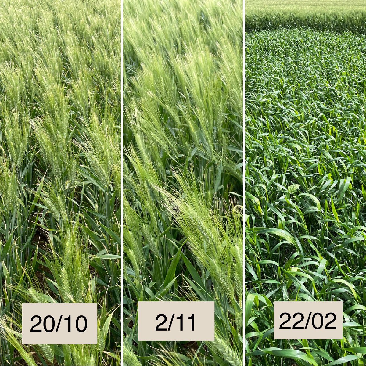 Essai blé dur date de semis sur En Crambade (31) : de pleine floraison à 2 noeuds, le grand écart est visible 😅. Semis du 20/10 au stade floraison avec 46% d’épis détruit par le gel, 2/11 au stade début floraison avec 26% d’épis détruit et 22/02 au stade 2 noeuds à DFP #arvalis