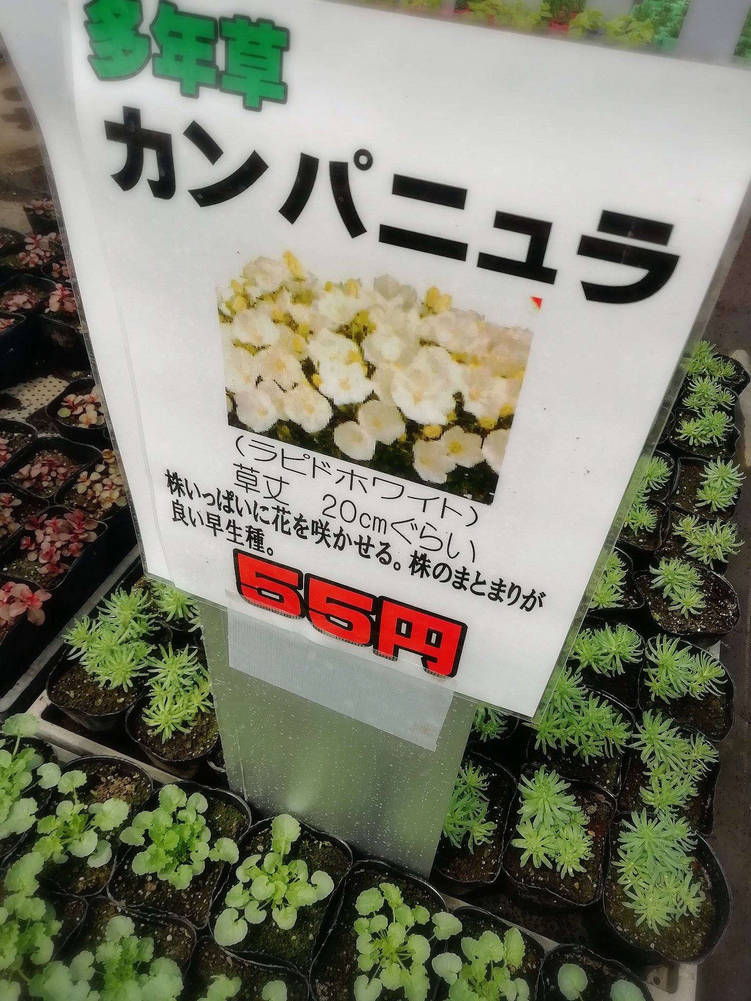 花のまつうら A Twitter 5月12日販売開始の多年草 カンパニュラ ２種類 多年草は３番目のハウスにあります 花のまつうら T Co Chimhdev4j Twitter