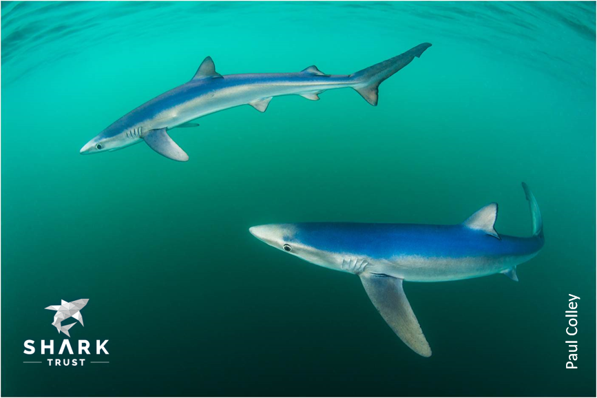 #FinsAttached UPDATE! Announced today as part of @DefraGovUK #ActionforAnimals: UK signals intent to tighten domestic laws, proposing ban on import & export of detached shark fins, plus greater RFMO engagement. Promising signs of UK commitment to global shark conservation!