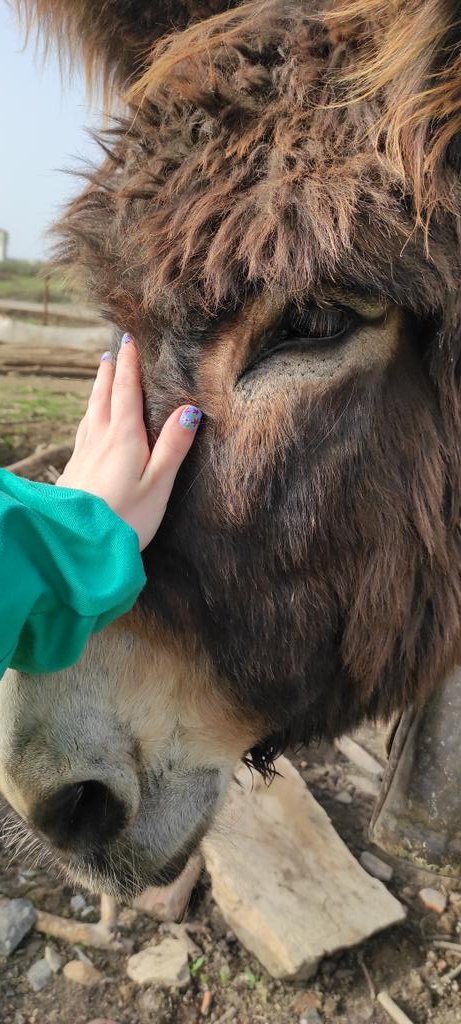 estgarpe's tweet photo. ¿Conoces la raza de asno Zamorano-leonesa, los burros que parecen un peluche? ¡¡ ABRO HILO !! #ASZAL @MEGA_ULE @VetGeneULE https://t.co/a6IObcWoW3
