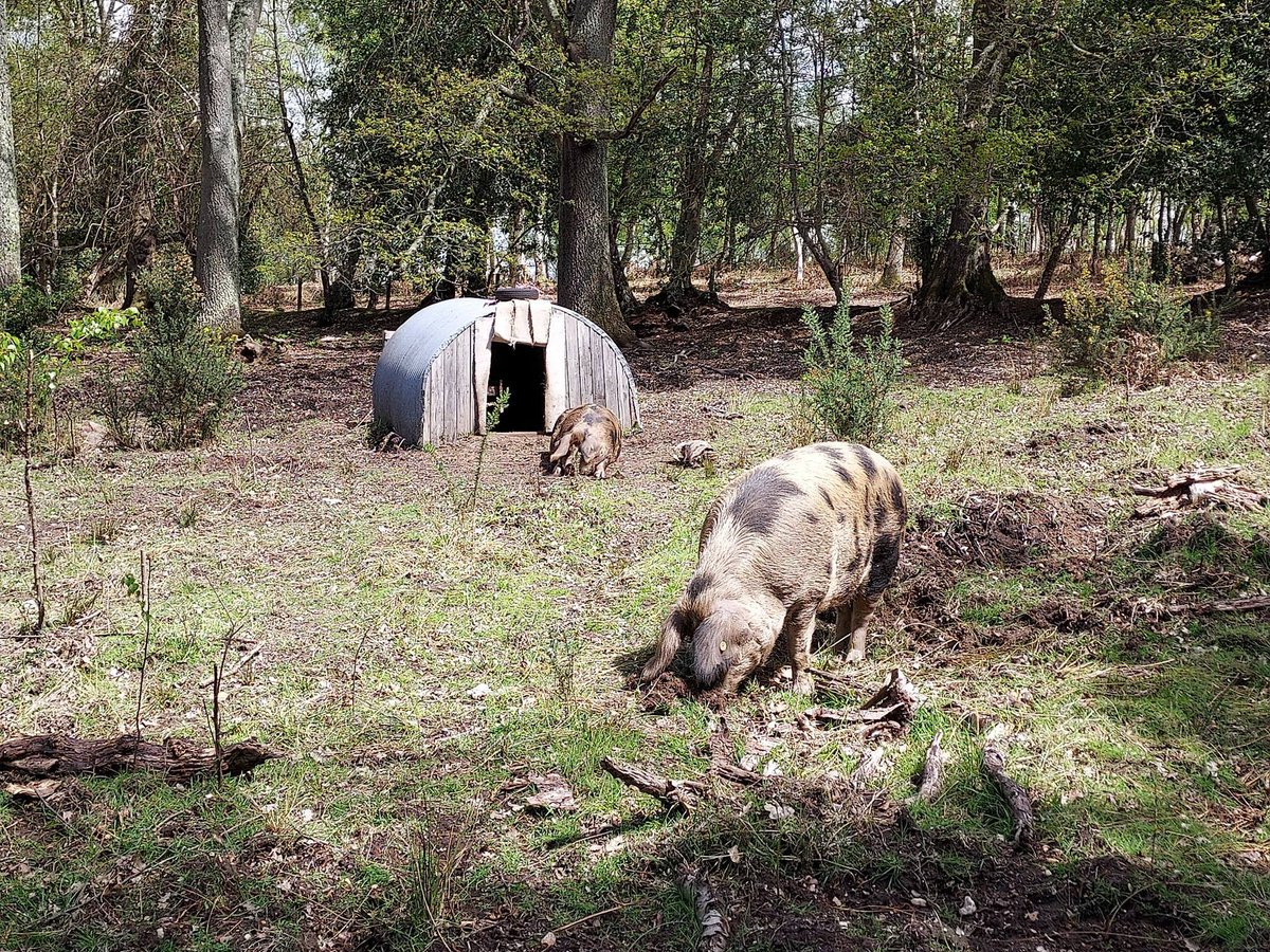 OxfordPig's tweet photo. Come rain or shine #osbpigs are a great addition to any holding or farm. https://t.co/xTuZtvXMng