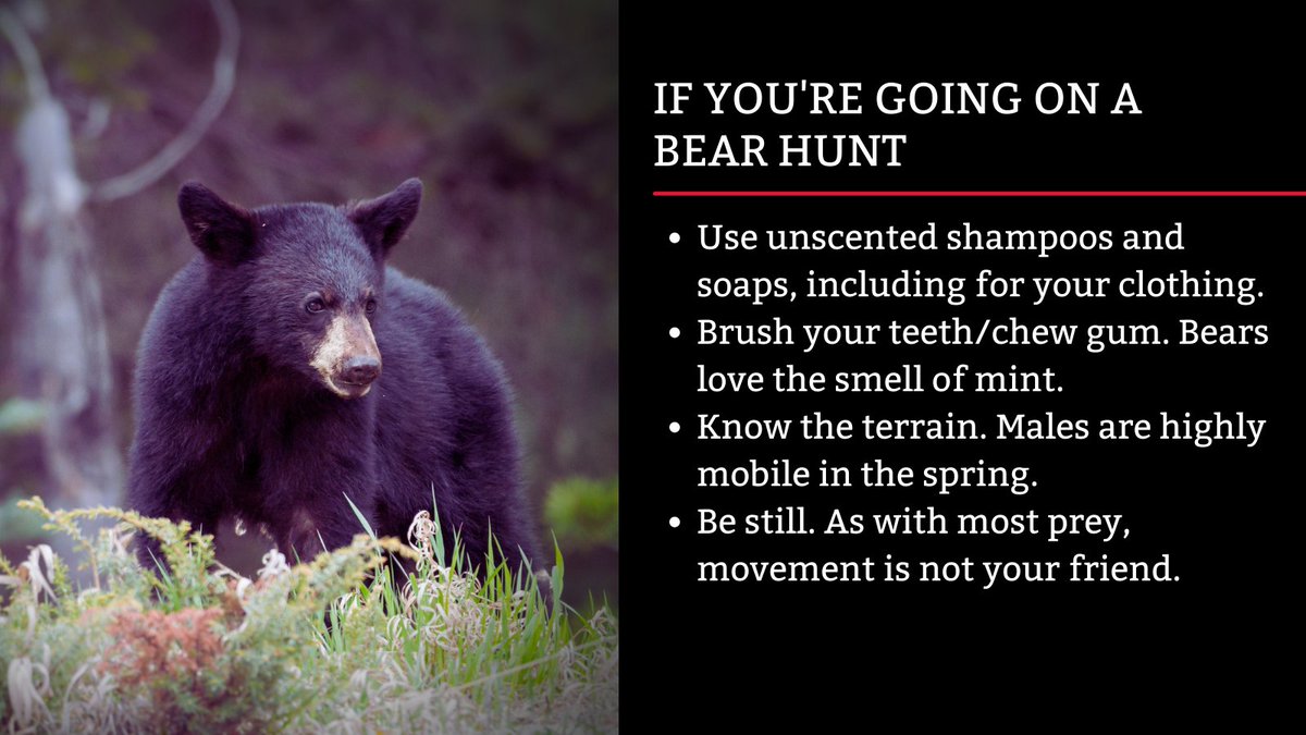 dcsafariclub's tweet photo. If you're going on a bear hunt...🐻
Patience and planning will be your ally. 

#goingonabearhunt #bearhunt #springbear https://t.co/hWFSD4xJSm