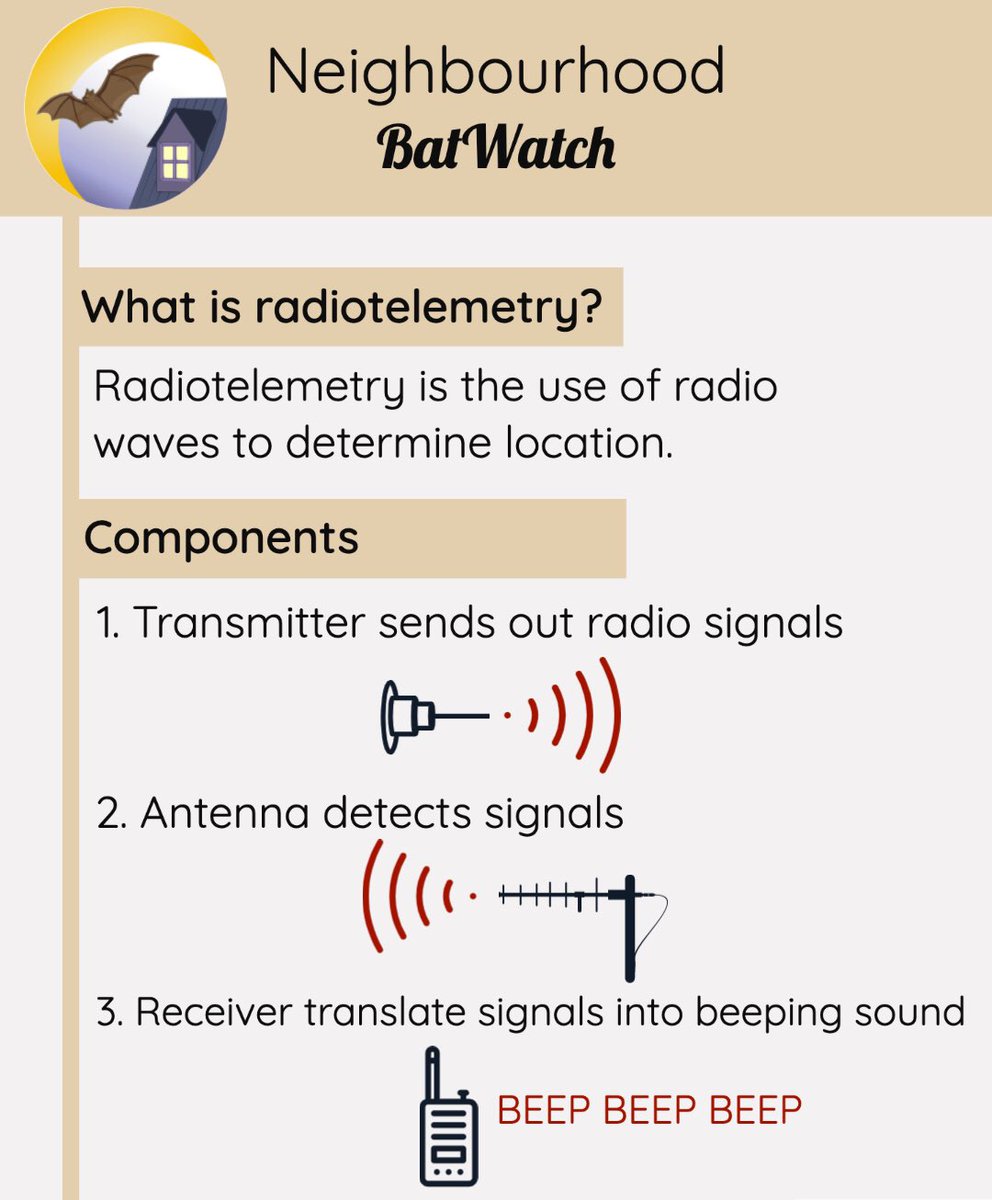 Bat_Watch's tweet photo. Today, we want to talk about #radiotelemetry!
Please check out our latest post on Instagram:
https://t.co/Jp907uEQIo
Photo credits:
1. U.S Fish and Wildlife
2. Dave Barker
#bats #bat #batconservation #animalconservation #animals #radiotrack #batwatch #willisbatlab
-- https://t.co/dqrY8JLiCu