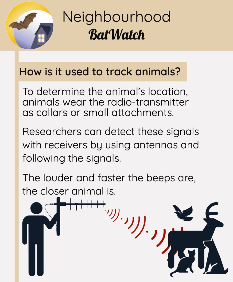 Bat_Watch's tweet photo. Today, we want to talk about #radiotelemetry!
Please check out our latest post on Instagram:
https://t.co/Jp907uEQIo
Photo credits:
1. U.S Fish and Wildlife
2. Dave Barker
#bats #bat #batconservation #animalconservation #animals #radiotrack #batwatch #willisbatlab
-- https://t.co/dqrY8JLiCu