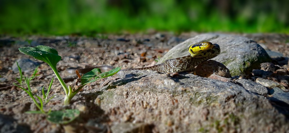 Ukan__'s tweet photo. (30.04.2021)
Southwestern Bulgaria

Species specified in descriptions https://t.co/Unj3JoyC8m