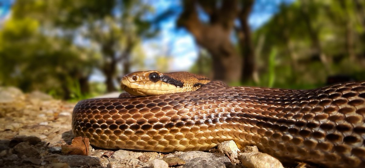 Ukan__'s tweet photo. (30.04.2021)
Southwestern Bulgaria

Species specified in descriptions https://t.co/Unj3JoyC8m