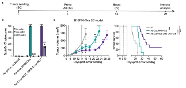 NatureComms's tweet photo. Providing tumour antigen peptides together with oncolytic viruses is as efficient as antigen-engineered oncolytic viruses as an adjuvant anti-cancer vaccine.

https://t.co/qvIYS4eH3z

 #CancerResearch

@MarieClaudeBoDa, @DominicGuyRoy @CRCHUM @cancermtl @umontreal https://t.co/EG0xJvLawz