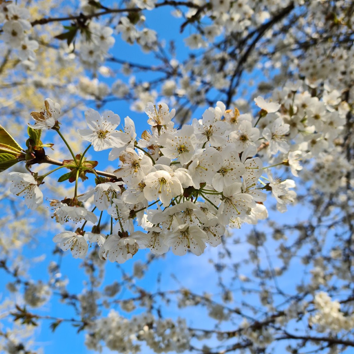 'I love this one of spring blossom and blue skies because it really celebrates that feeling of warmer weather, optimism and brighter days ahead after a long (lockdown) winter.'
#MHAW21 #letstalkleeds #ConnectWithNature #wellbeingwednesday