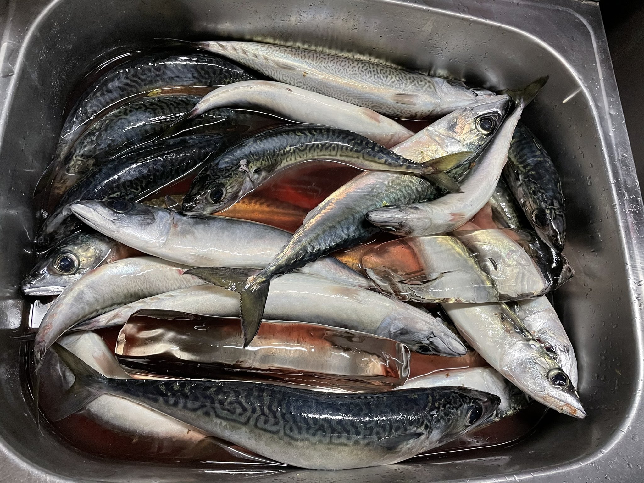 あたる 捌き地獄からのとりあえず塩焼き 東京湾奥に入る前の魚やから全く臭くない 釣りバカ ホスト ダンサー 歌舞伎町 Gd トップダンディ1st 賄い班 第三鴨下丸 サバ塩焼き T Co ublmbcec Twitter