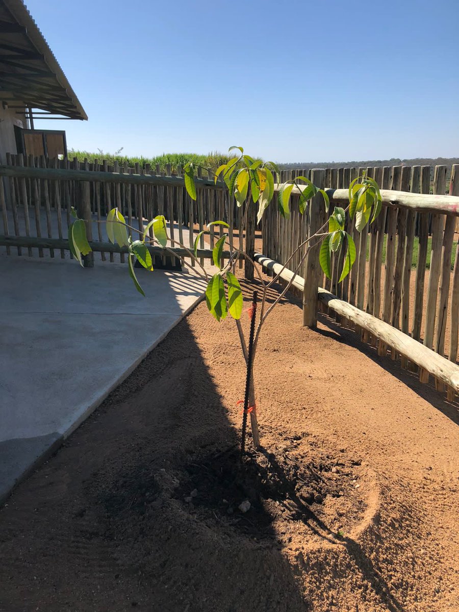 HERD_Elephants's tweet photo. Fenyaโs Padda Boom / Toad Tree ๐ณ ~ glowing and growing beautifully beside the orphanage ๐๐ฟ๐ with Lammie and Nungu keeping it company during the day ๐ #fenyaforever #stopsnaring https://t.co/iWgB3ZDvAX