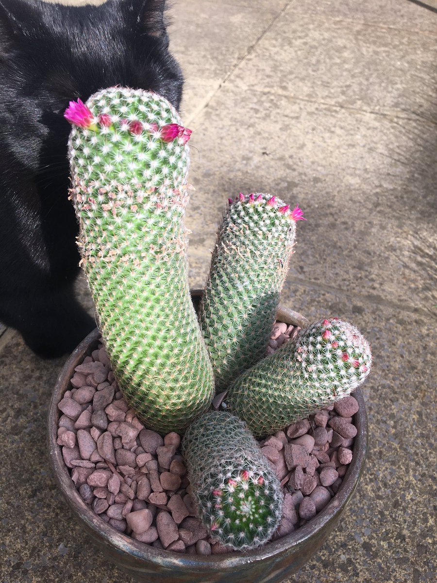 PRead_Paradigm's tweet photo. Thrilling when it flowers!  #QCInTheGarden https://t.co/XOqkkS4GSA