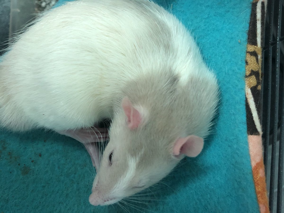 Mrs. Parmenter has some lucky rats! #LATIC <a href="/ChascoElem/">Chasco Elementary</a> Ss learned about forms of energy to create mazes for their class pets 🐀❤️ #PBL #PBLchat