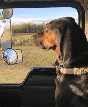 DriveSmithTrans's tweet photo. Do you have any other tips for bringing your dog with you on the road? 🐕  https://t.co/pmvdA0pbPx https://t.co/BcwMjKZ7kI