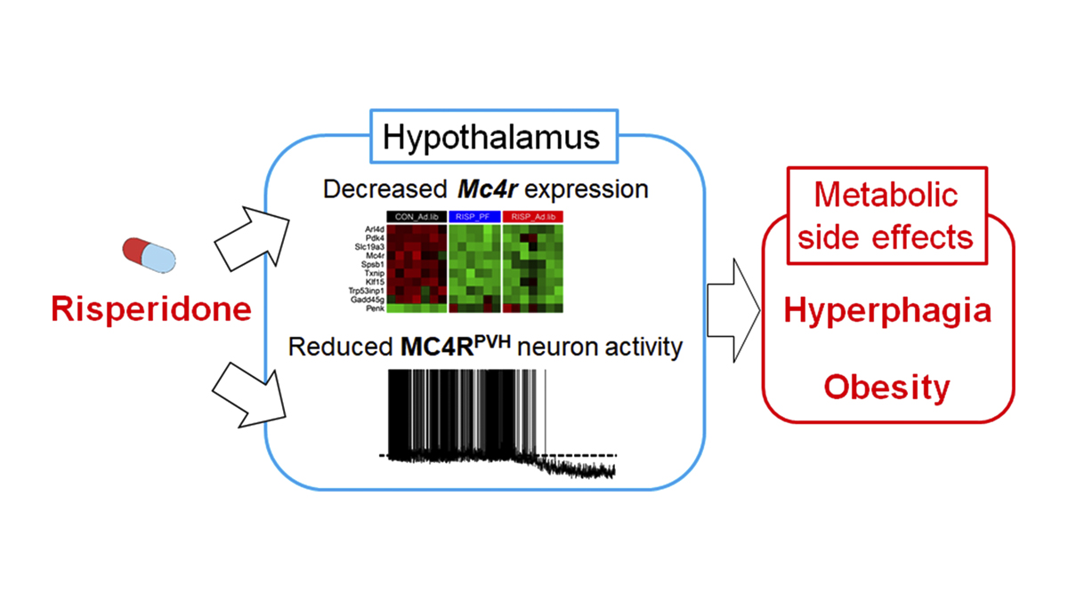 Journal of Experimental Medicine (@jexpmed) on Twitter photo Li, <a href="/JongSohn/">Jong-Woo Sohn</a>, <a href="/ChenLiuLab/">Chen Liu</a> et al. <a href="/UTSWBrain/">UT Southwestern O'Donnell Brain Institute</a> develop a new mouse model that recapitulates risperidone-induced metabolic syndrome, revealing that this atypical antipsychotic drug causes weight gain via hypothalamic melanocortin 4 receptors bit.ly/3ocFbSU
#Neuroscience Li, <a href="/JongSohn/">Jong-Woo Sohn</a>, <a href="/ChenLiuLab/">Chen Liu</a> et al. <a href="/UTSWBrain/">UT Southwestern O'Donnell Brain Institute</a> develop a new mouse model that recapitulates risperidone-induced metabolic syndrome, revealing that this atypical antipsychotic drug causes weight gain via hypothalamic melanocortin 4 receptors bit.ly/3ocFbSU
#Neuroscience