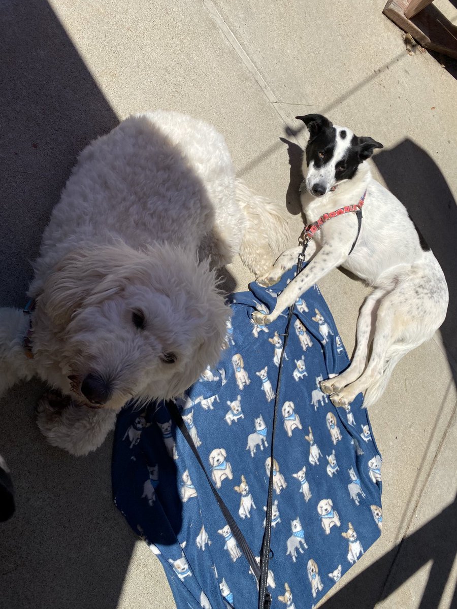 GeorgetheChief's tweet photo. Dogs not feeling the dog blanket on this sunny day in May ⁦@MrBrewsLex ⁩#patiopups https://t.co/ZrxVYp6Qq8