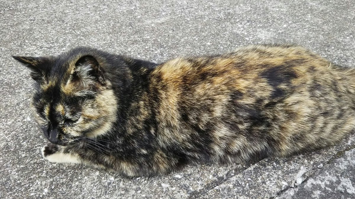 猫のための音楽 猫のための音楽