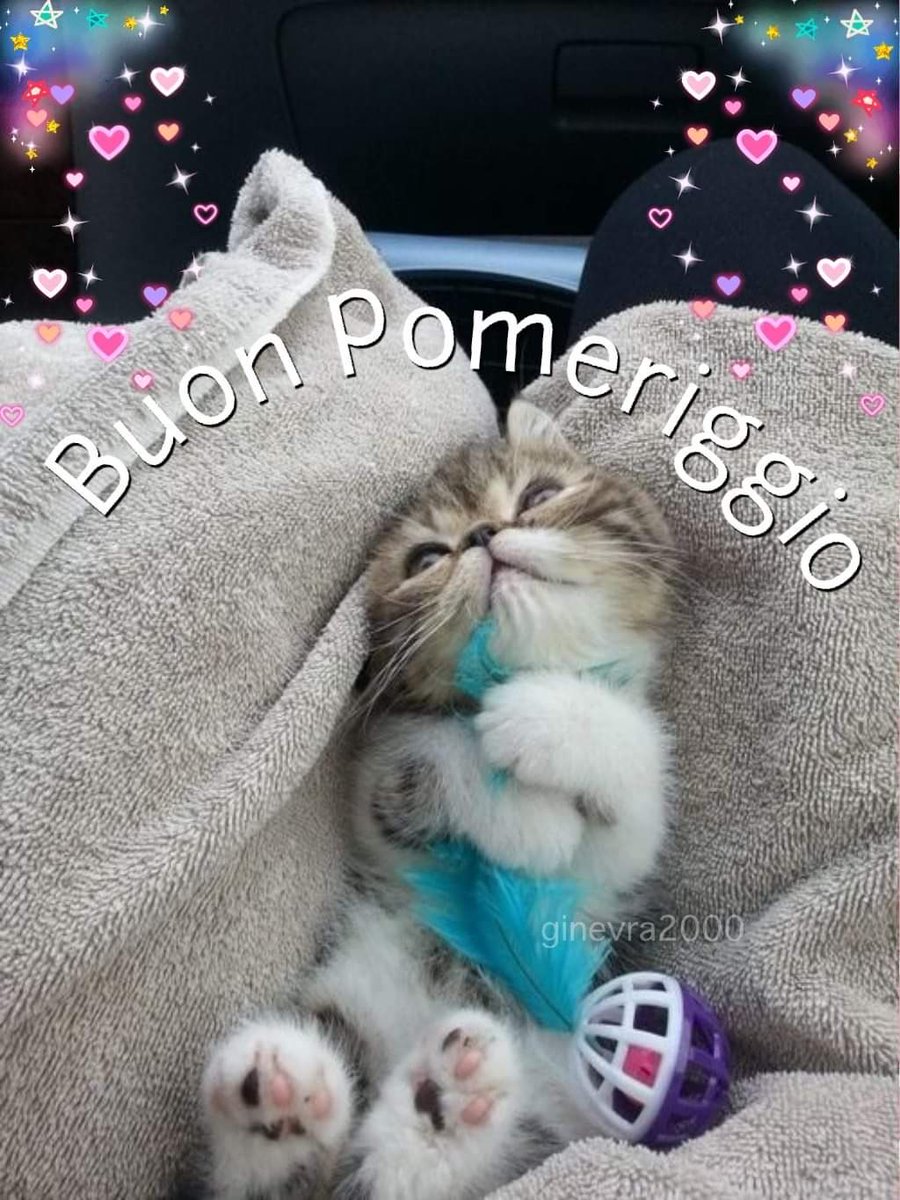 Милые котики утром