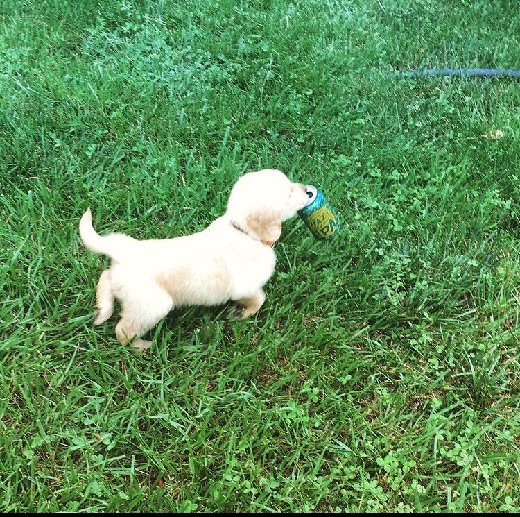 fredandfee's tweet image. Hi! Fred here! I am 1 today. #dogsoftwitter #buschctocontest