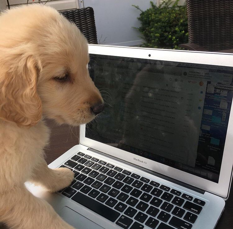 fredandfee's tweet image. Hi! Fred here! I am 1 today. #dogsoftwitter #buschctocontest