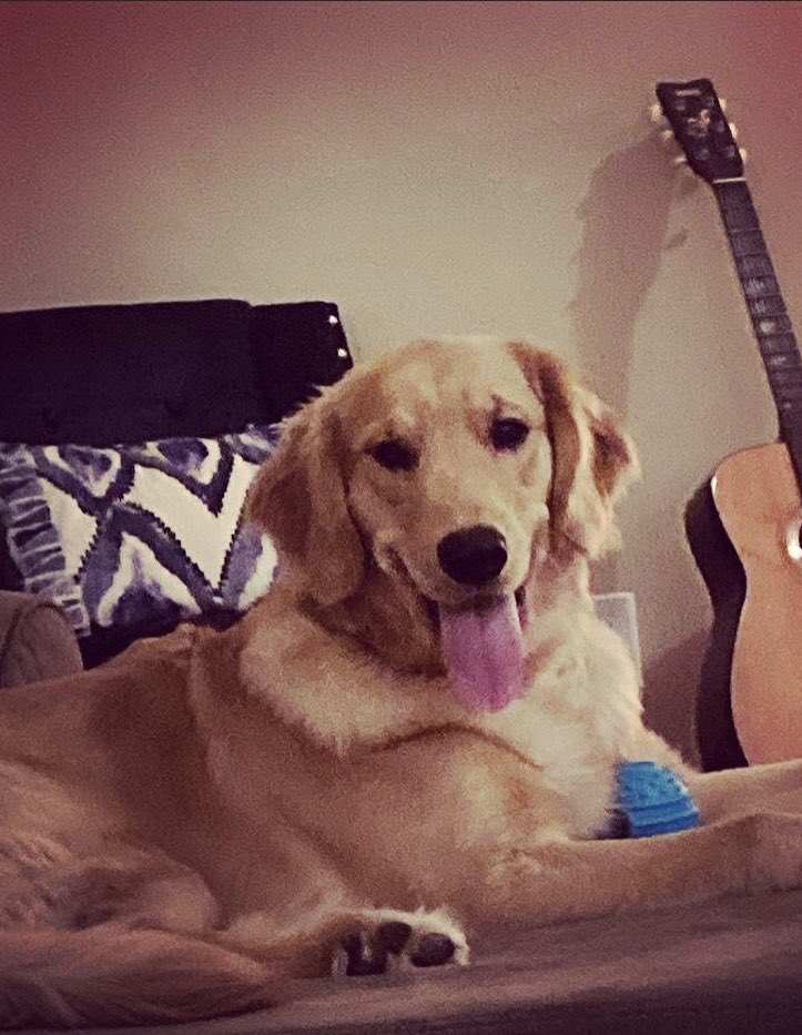 fredandfee's tweet image. Hi! Fred here! I am 1 today. #dogsoftwitter #buschctocontest